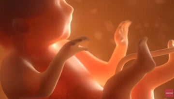13 Weeks Pregnant
